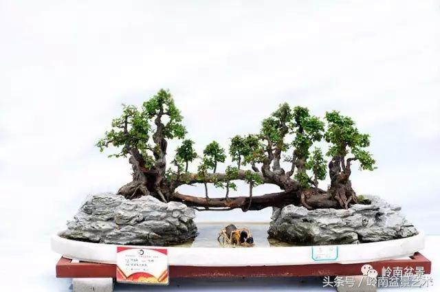 正宗雀梅王老桩盆景,苏州400多年雀梅王盆景