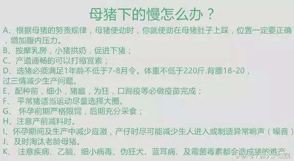 十大最好的小型养猪场,猪场十大救急方案你知道几个
