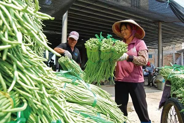 绿色豇豆怎么炒好吃,广西合浦豇豆