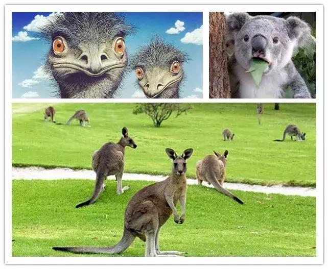 为何大家都讲澳洲钙好,澳洲保健品必买的20样