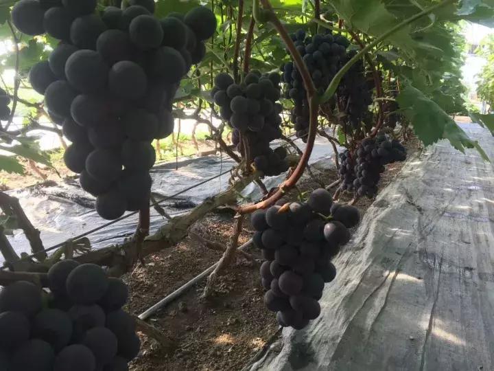 好种又好卖的15个葡萄品种,好种的葡萄苗