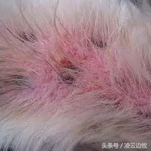 痒痒痒救救小主吧！狗狗出红疹怎么办？