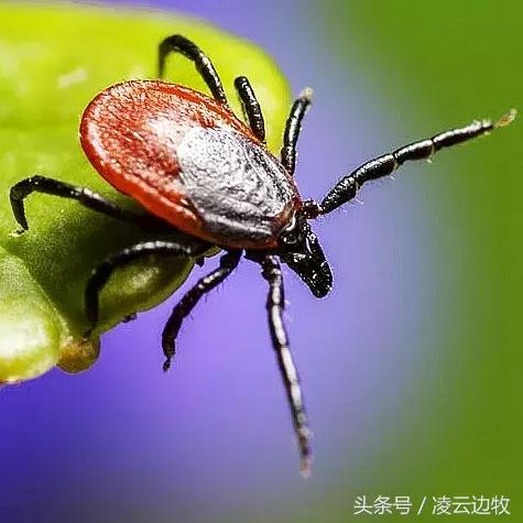 痒痒痒救救小主吧！狗狗出红疹怎么办？