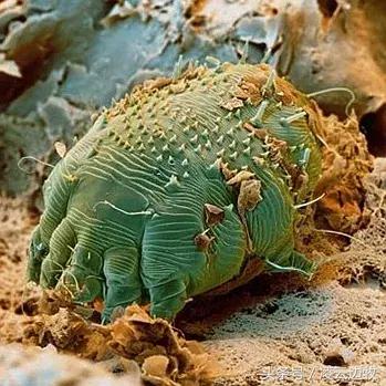 痒痒痒救救小主吧！狗狗出红疹怎么办？