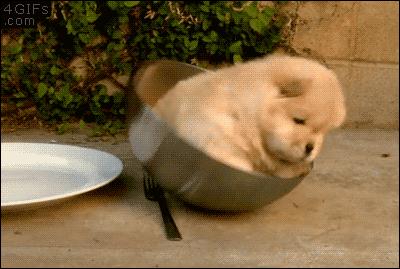 痒痒痒救救小主吧！狗狗出红疹怎么办？