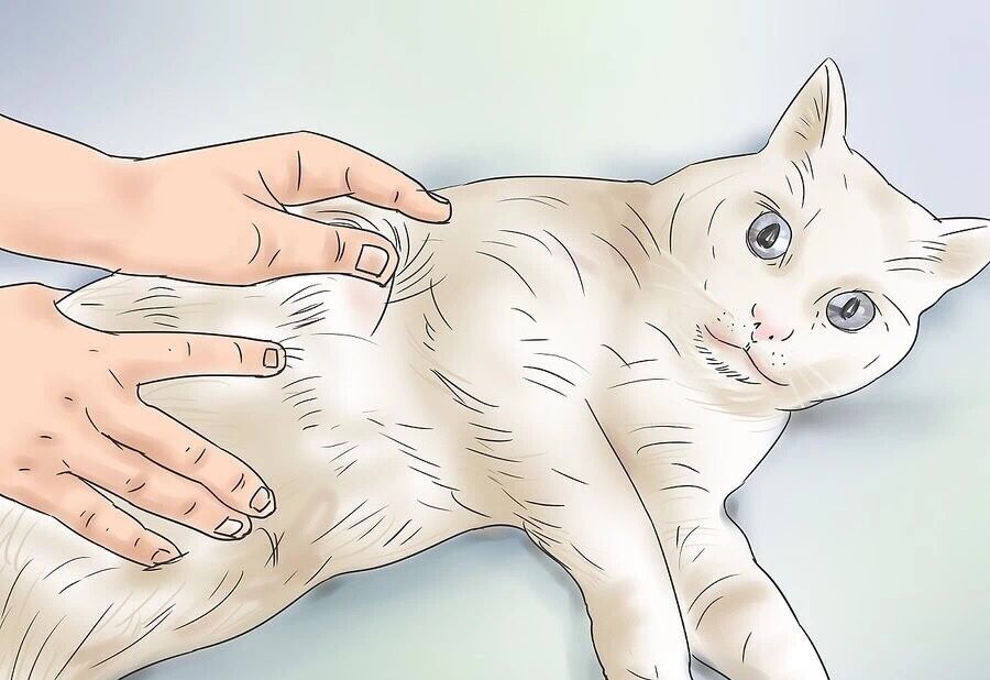 猫咪遇见杀虫剂中毒有哪些症状,猫咪蚊香中毒多久可以恢复正常