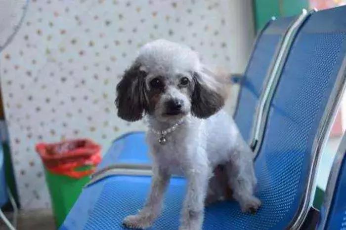 狗狗绝对不能吃到6种食物,狗狗十种不能吃食物