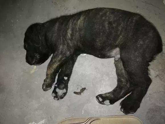 狗狗绝对不能吃到6种食物,狗狗十种不能吃食物