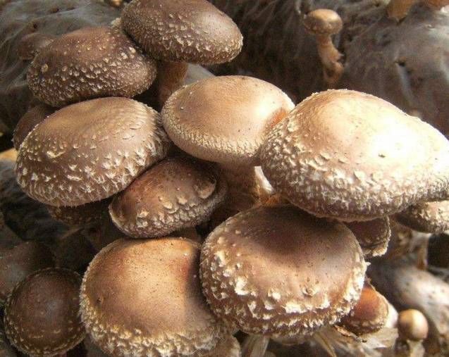 适合农村小型养殖的致富项目,适合农民的致富项目