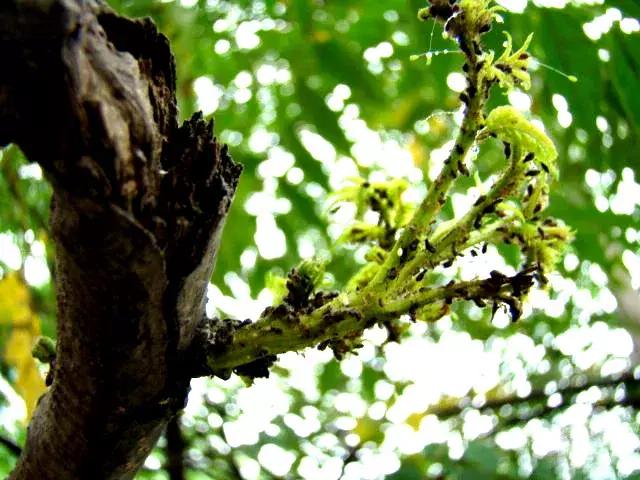 病虫害防治药剂,栾树叶子长出来之后怎么治理蚜虫