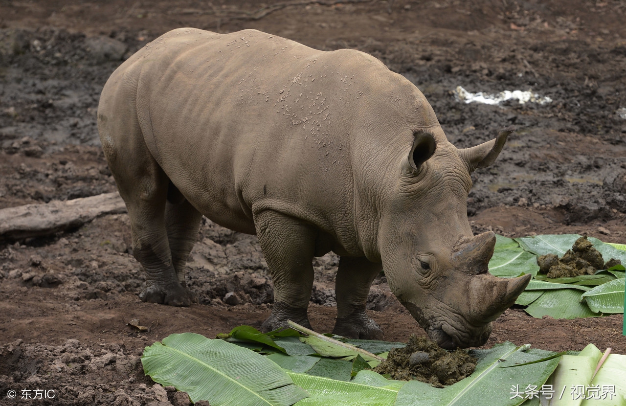 古代外国人避孕用什么措施,古代是用羊肠避孕吗