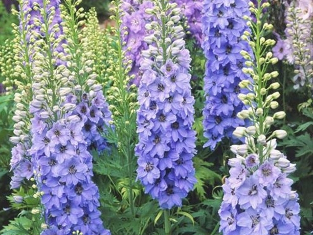 飞燕草几月种适合,小花飞燕草开花后需要修剪吗