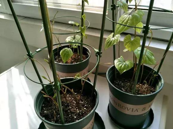 山药发芽全过程,山药发芽一根都不能吃吗