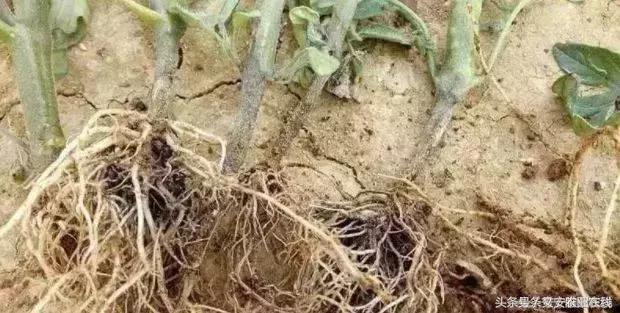 小麦根腐病和茎基腐病用什么药好,茎基腐病穗腐病顶级抗性