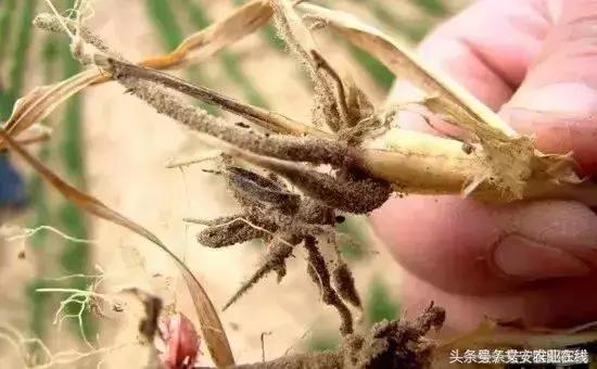 小麦根腐病和茎基腐病用什么药好,茎基腐病穗腐病顶级抗性