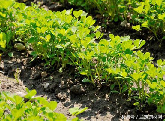 金秋九月种哪些药材有钱赚？