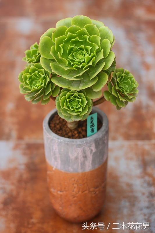 玉龙观音怎样养护和管理,玉龙观音生长过程中需要摘叶片