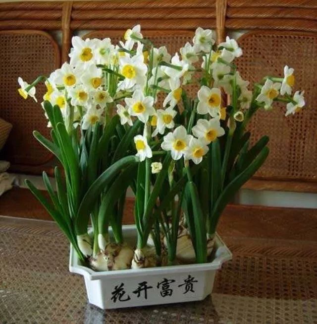 一家5口中毒是什么原因,一家五口绿豆汤中毒事件