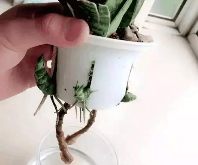 给花吃个大力丸，花盆全被撑爆了