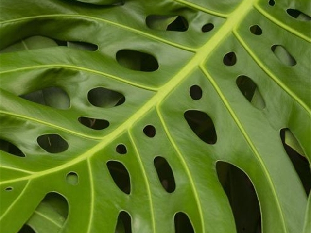 龟背竹烂根最简单的处理方法,龟背竹烂根的原因与处理方法