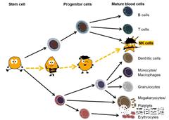 非特殊类型T细胞淋巴瘤,非霍奇金型t细胞淋巴瘤