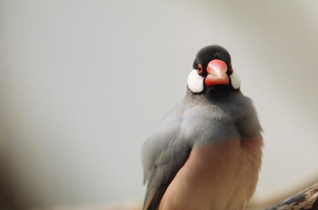 摄影新手选哪一款佳能长焦镜头,佳能最火的长焦广角镜头