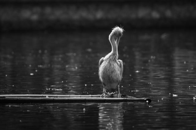 摄影新手选哪一款佳能长焦镜头,佳能最火的长焦广角镜头