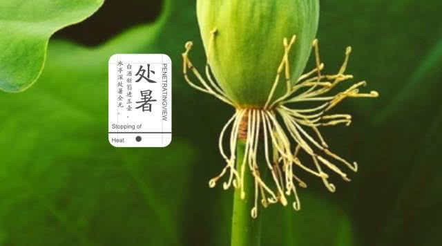 处暑了饮食关注什么,处暑过后饮食关注事项