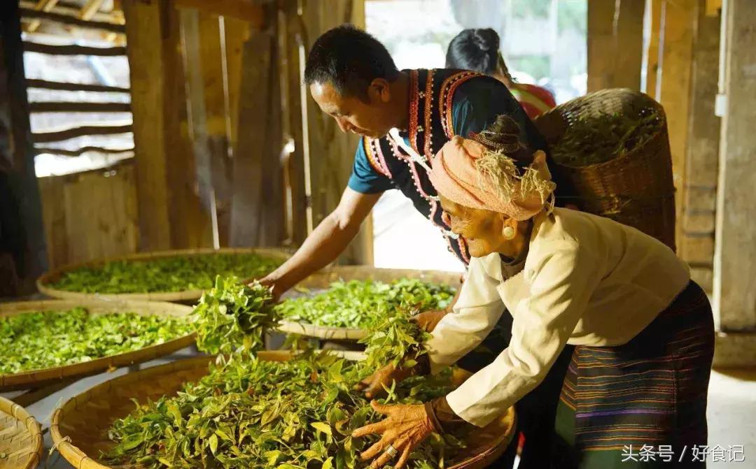 全世界最好的古树茶园,景迈山古茶园有几片