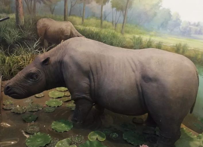 「免费科普招募」《侏罗纪》《疯狂原始人》告诉你的都是假的？专业老师带你体验别样的科普之旅！