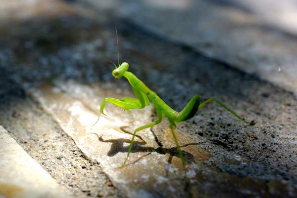 宾得相机怎么拍摄动态照片,宾得单反人像拍摄技巧