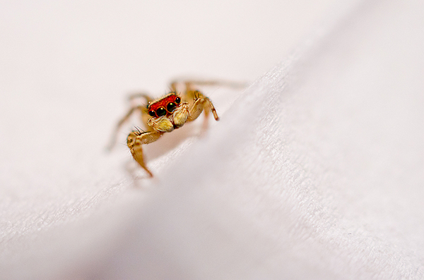 宾得相机怎么拍摄动态照片,宾得单反人像拍摄技巧