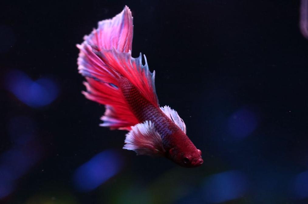 斗鱼为什么不能家养的原因,斗鱼喜欢生长在什么地方