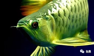 观赏鱼常见的疾病和处理方法,观赏鱼常见问题预防