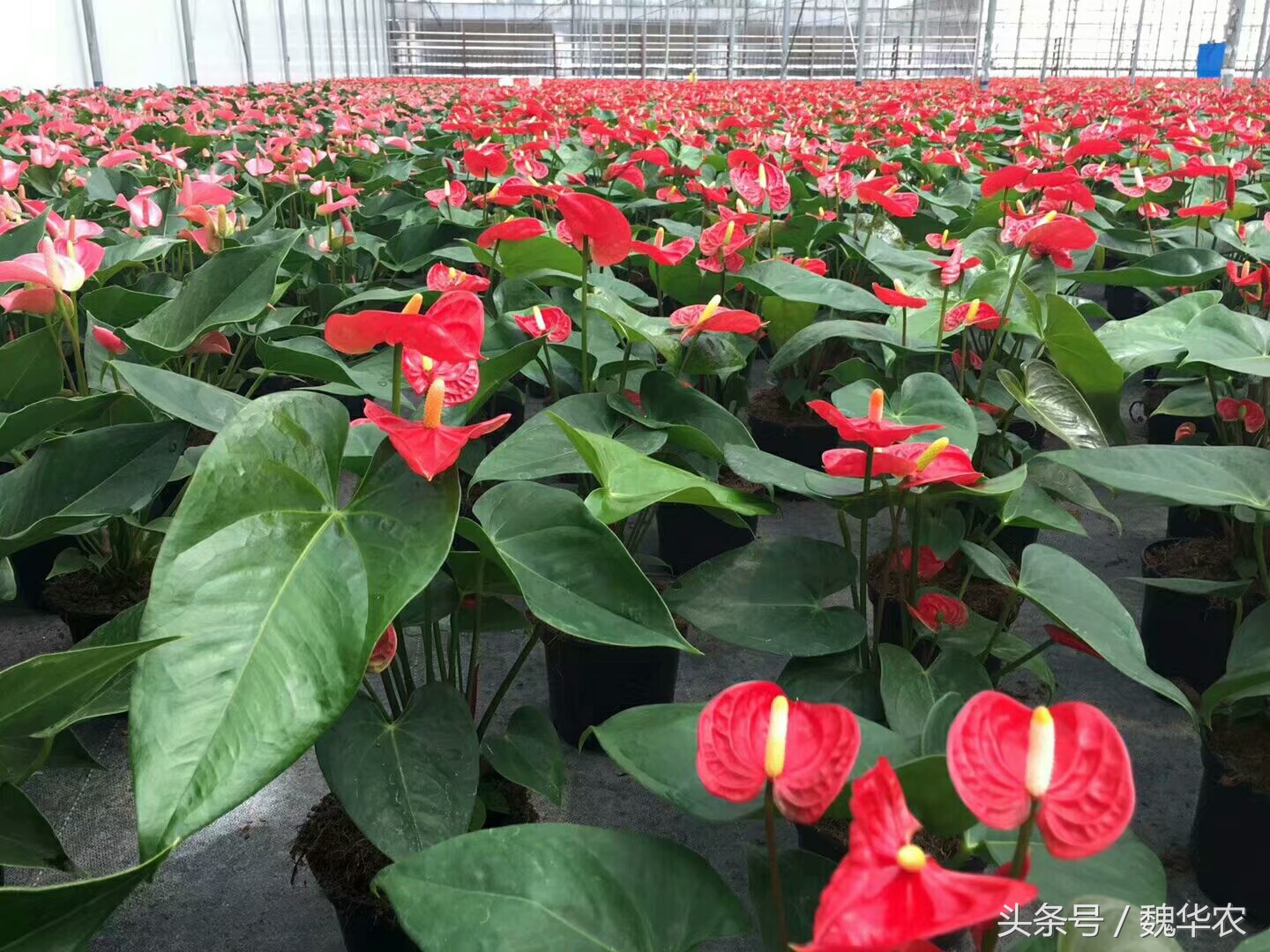 水培红掌花发黑,水培花卉红掌叶子发黄