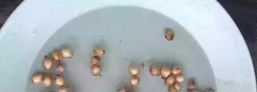 吃完樱桃剩下的籽能种吗怎么种,大樱桃核吃到肚子里有什么危害