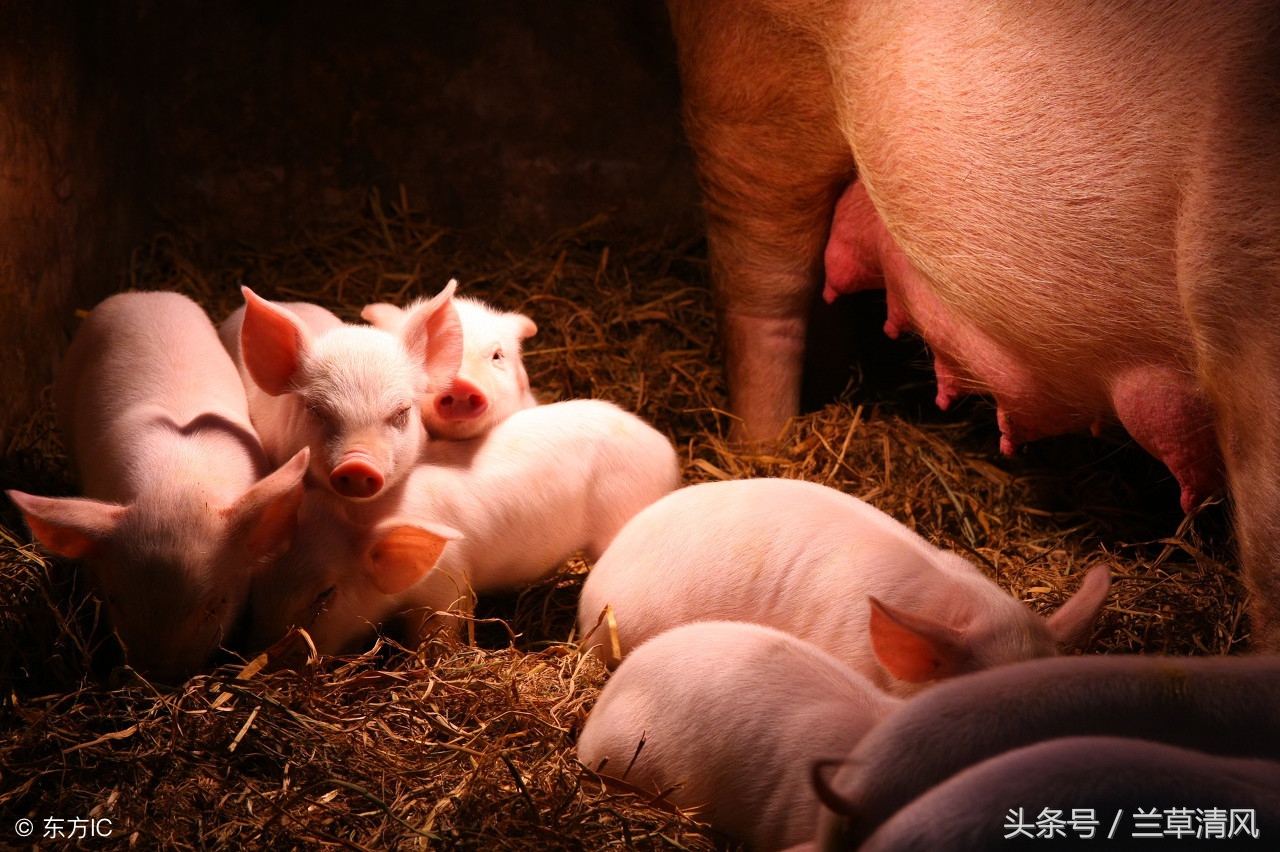 小时候农村偷猪贼,偷吃小猪仔的狗