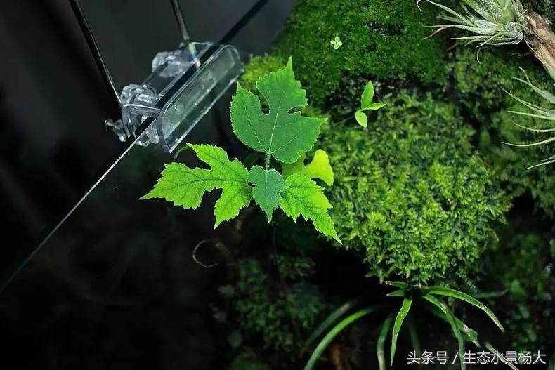做水陆缸,做水陆缸所需的材料