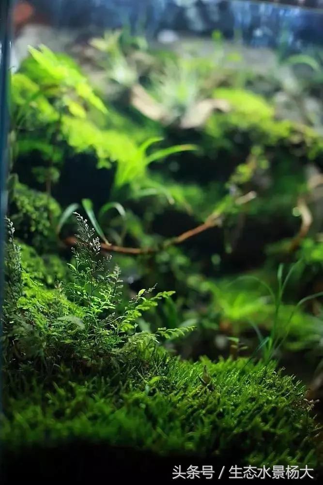 做水陆缸,做水陆缸所需的材料