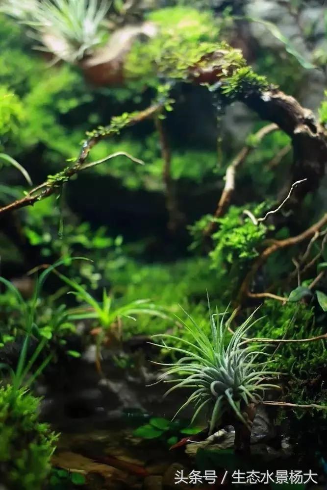 做水陆缸,做水陆缸所需的材料