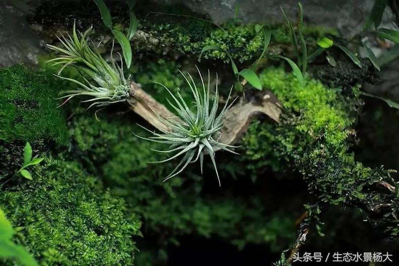 做水陆缸,做水陆缸所需的材料