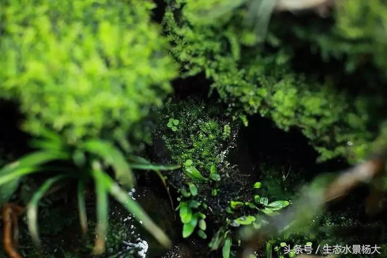 做水陆缸,做水陆缸所需的材料