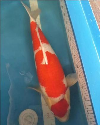 天气热锦鲤在池底不动,天太热锦鲤不怎么动