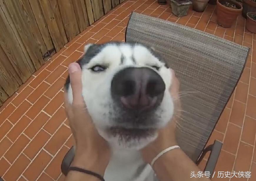 古人被狗咬了怎么处理,古人被狗咬了咋办