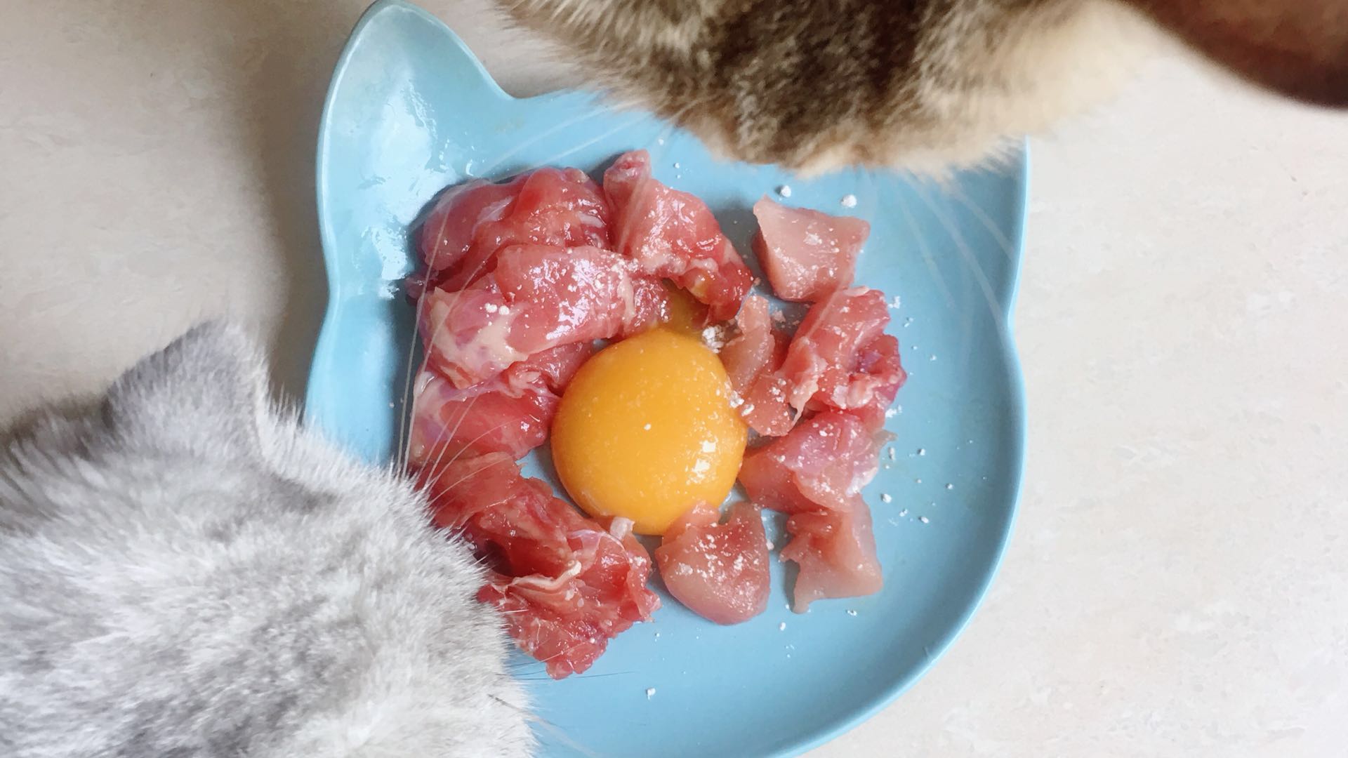 养猫怎么养胖,养猫怎么把猫养温柔