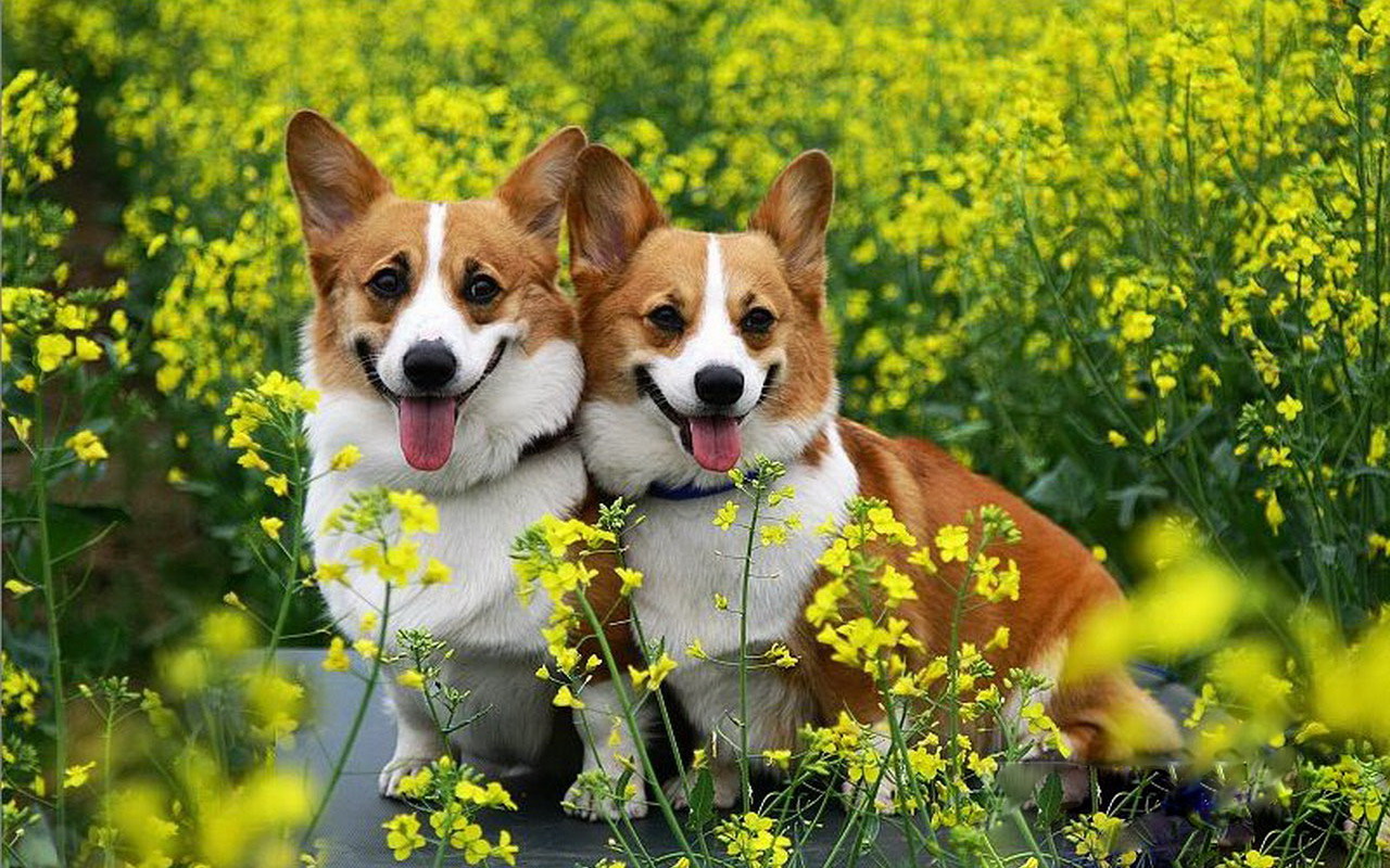 狗狗喜欢扑人怎么办,狗狗喜欢往人身上扑是怎么回事