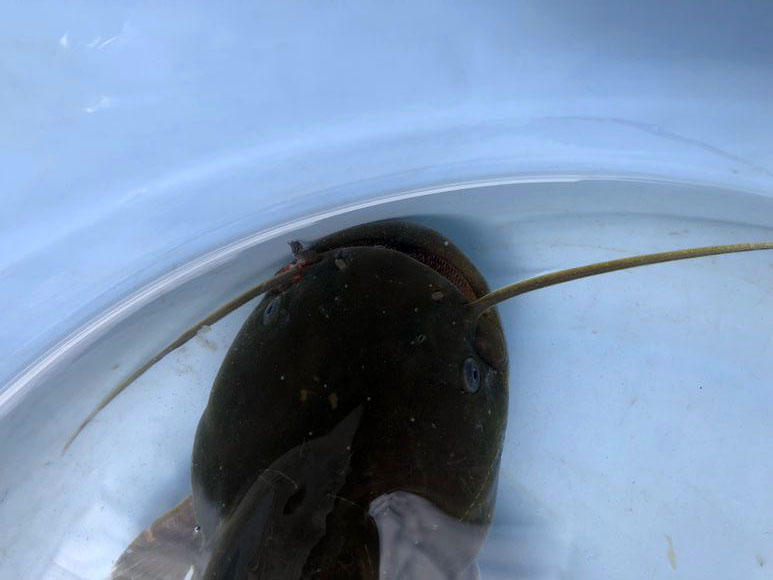 夜钓黄蜂鱼和土鲶一大盆，被鱼鳍割破了手