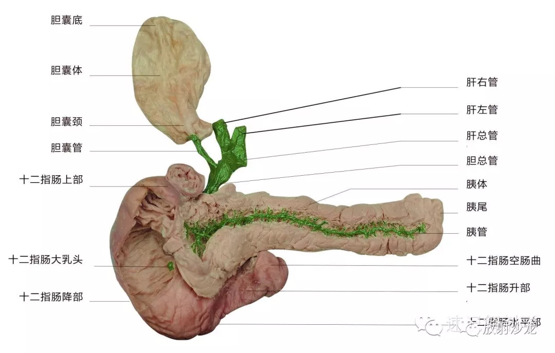 解剖学顺口溜记忆法音频,循环消化呼吸知识点