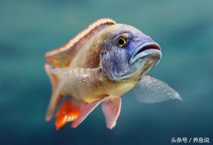 三湖慈鲷是淡水鱼吗,三湖慈鲷分哪三个湖