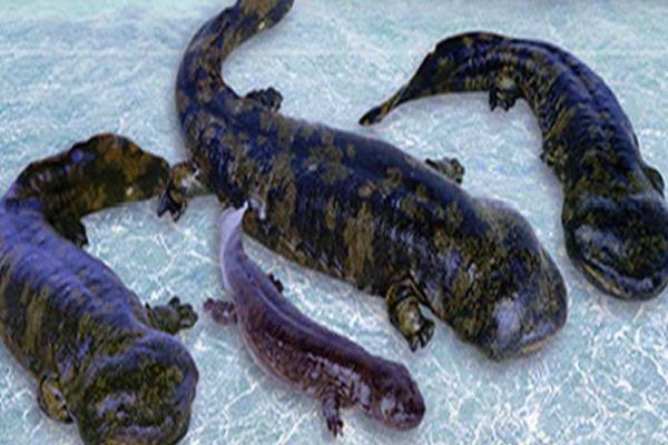 娃娃鱼的养殖关注事项,娃娃鱼养殖关注事项和禁忌